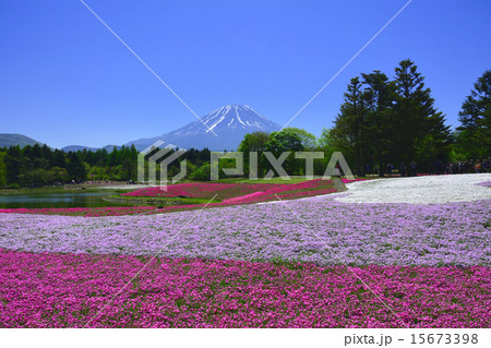 芝桜咲く 15673398