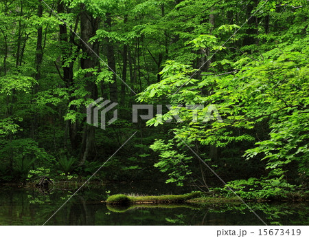 蔦沼　鏡沼の新緑 15673419