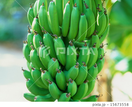 バナナ 15673558