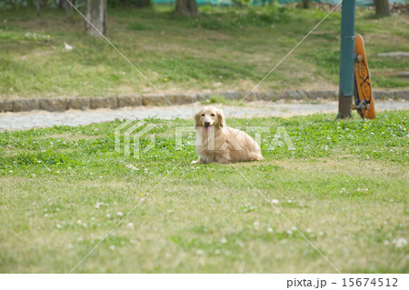 公園のミニチュアダックス 15674512