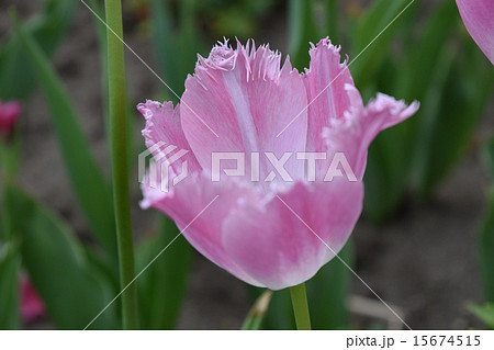 フリフリチューリップ 15674515