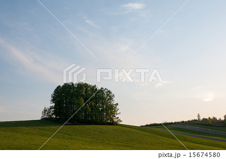丘の上の林 美瑛町 丘の上の林 美瑛町 15674580