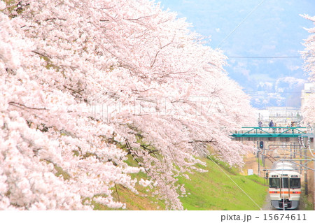 山北の桜と御殿場線 15674611
