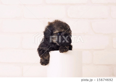 カップに入ったブリンドルの仔犬 15674692