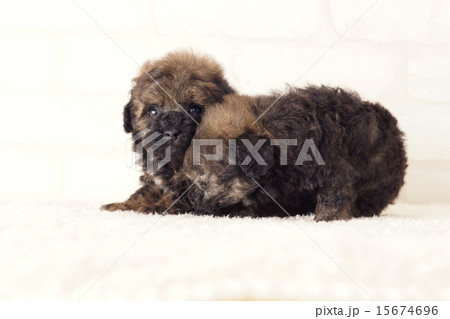 ブリンドルとシルバーベージュの２匹の仔犬 15674696