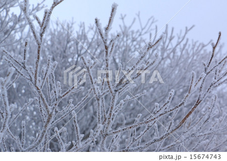 樹氷 15674743
