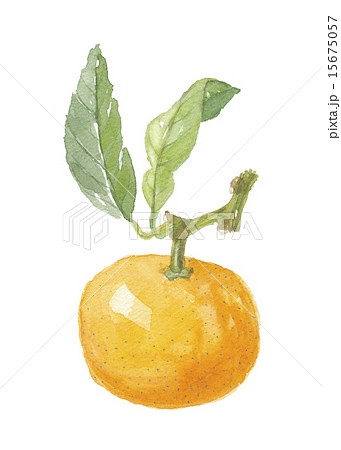 温州みかん 15675057