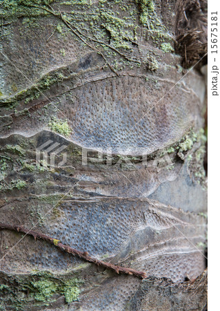 close up of palm tree trunk bark surface 15675181
