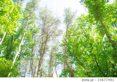 新緑 15677491