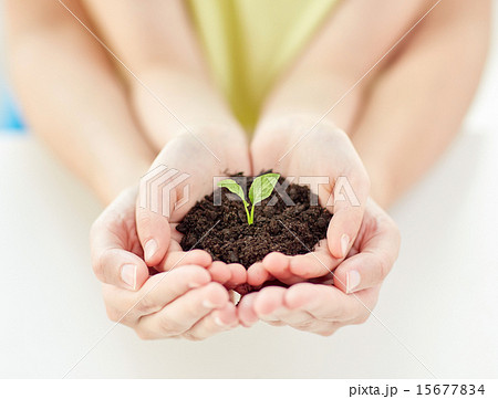 close up of child and parent hands holding sprout close up of child and parent hands holding sprout 15677834