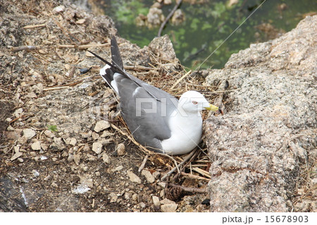 ウミネコの巣ごもり 15678903