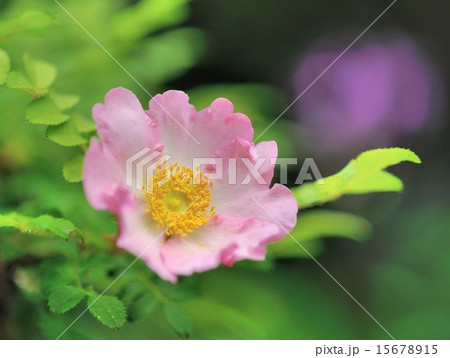 箱根山椒バラ 15678915