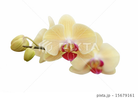 beautiful orchid flower beautiful orchid flower 15679161