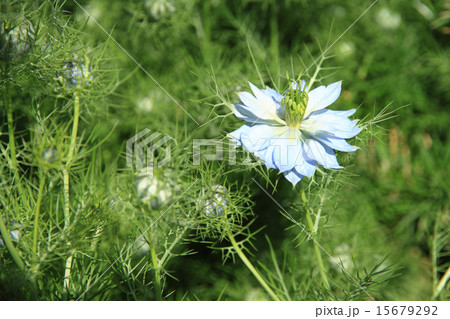 ニゲラの花 ニゲラの花 15679292