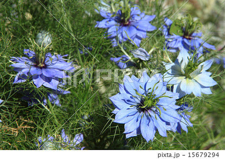 ニゲラの花 ニゲラの花 15679294
