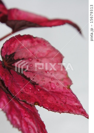 ファイヤーベゴニア ファイヤーベゴニア 15679313