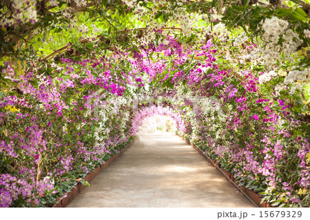 footpath in a orchid botanical garden footpath in a orchid botanical garden 15679329