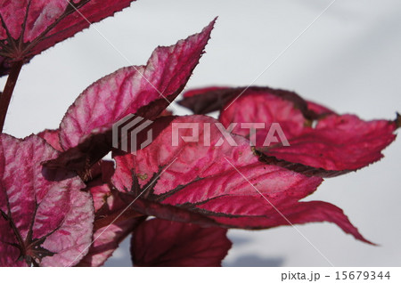 レックスベゴニア レックスベゴニア 15679344