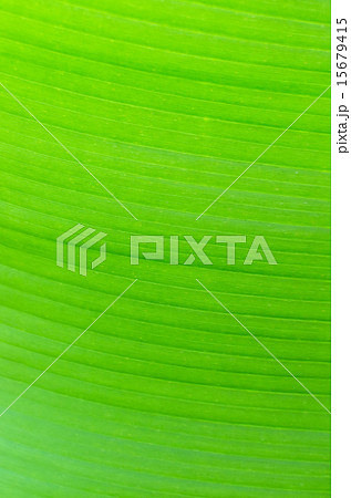 Texture background of backlight fresh banana Leaf 15679415
