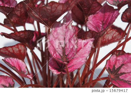 ファイヤーベゴニア ファイヤーベゴニア 15679417