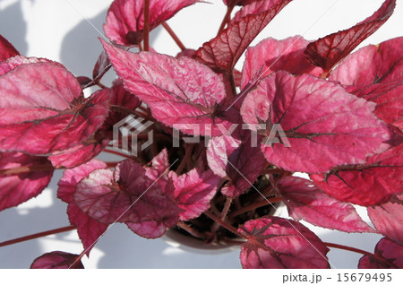 レックスベゴニア レックスベゴニア 15679495