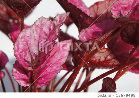 レックスベゴニア レックスベゴニア 15679499