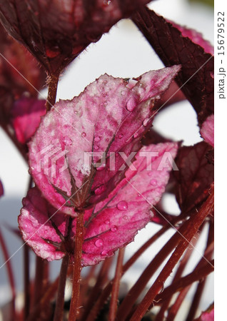 レックスベゴニア レックスベゴニア 15679522