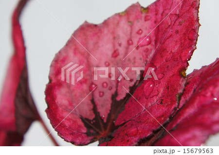 レックスベゴニア レックスベゴニア 15679563