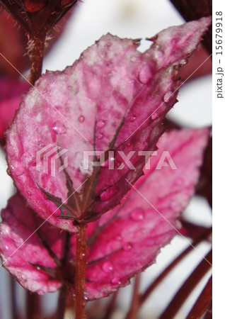 ファイヤーベゴニア 15679918