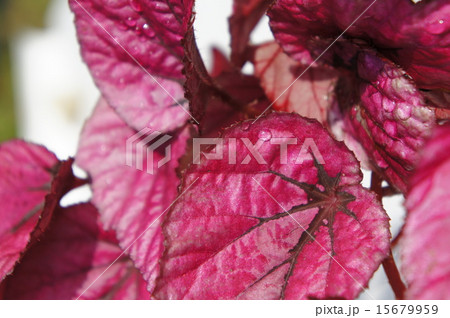 ファイヤーベゴニア ファイヤーベゴニア 15679959