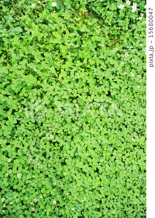 植物の背景素材 15680047