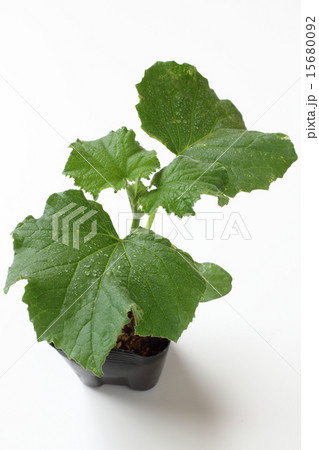 キュウリの野菜苗 15680092