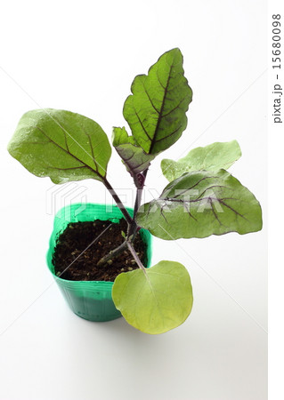丸ナスの野菜苗 丸ナスの野菜苗 15680098