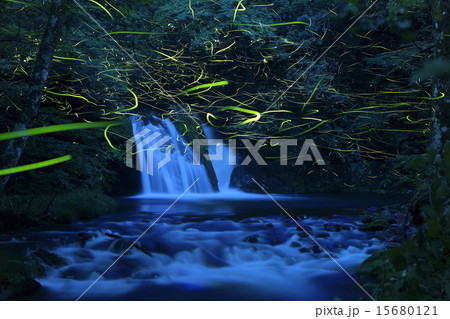 小滝に集うゲンジボタル(岡山県真庭郡新庄村) 小滝に集うゲンジボタル(岡山県真庭郡新庄村) 15680121