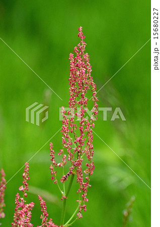 スカンポの花 15680227