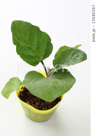 米ナスの野菜苗 15680267