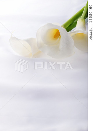 カラーの花 15680460