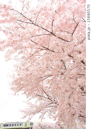 こだま千本桜と八高線 こだま千本桜と八高線 15680570
