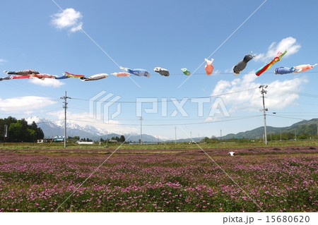 レンゲ畑と鯉のぼり 15680620