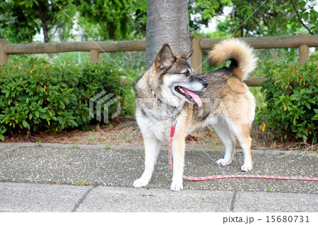 散歩中の犬 15680731