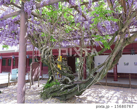 笠間稲荷神社の八重の藤の写真素材