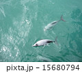 野生イルカ 15680794