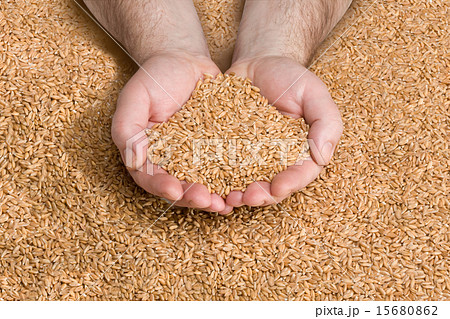 Grain Harvest Grain Harvest 15680862