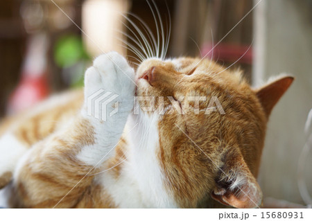 毛づくろいをする茶猫 毛づくろいをする茶猫 15680931