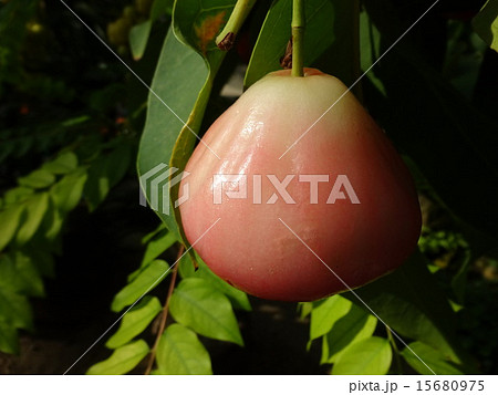 鶴見緑地・咲くやこの花館 15680975