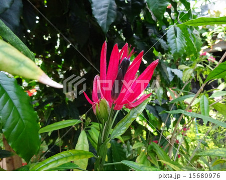 鶴見緑地・咲くやこの花館 15680976