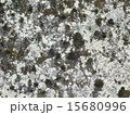 苔 15680996