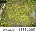 苔 15681005