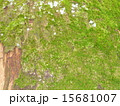 苔 15681007