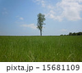 草原の木 15681109